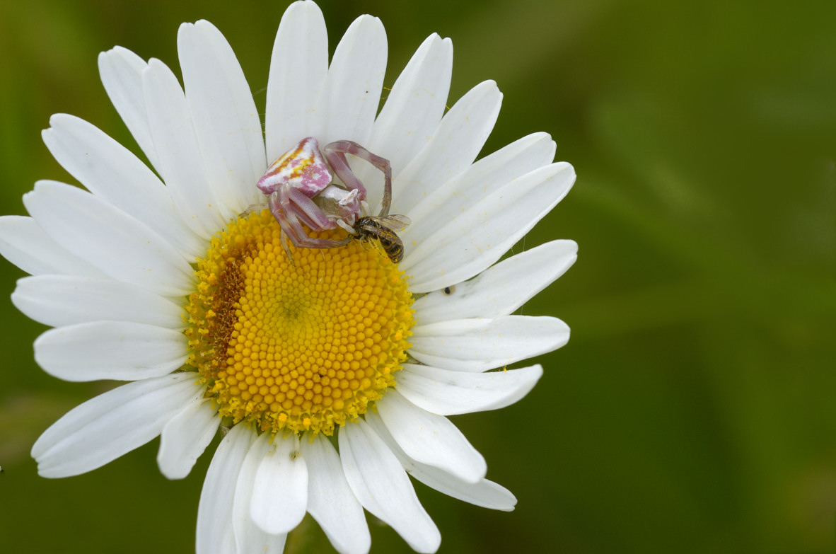 Thomisus onustus - Montelupo (CN)